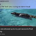 No one showed up to my pet raccoon's pool party