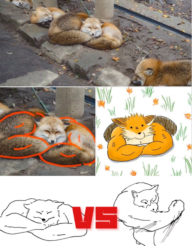 13 Muscular Animals So Funny They Became Memes - The Memedroid Blog
