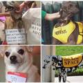 these are some dog issuses what is YOUR excuse?