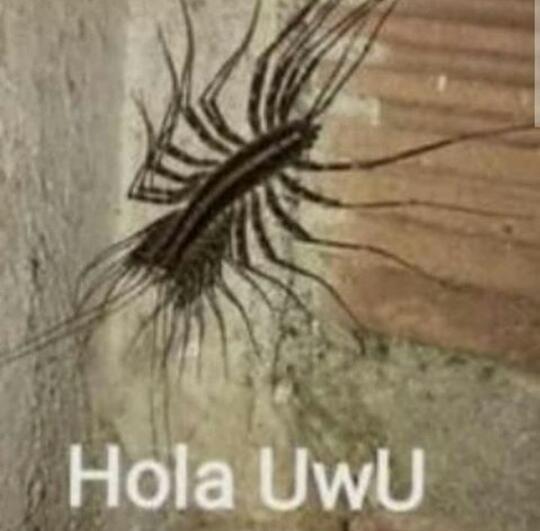 Hola UwU - meme