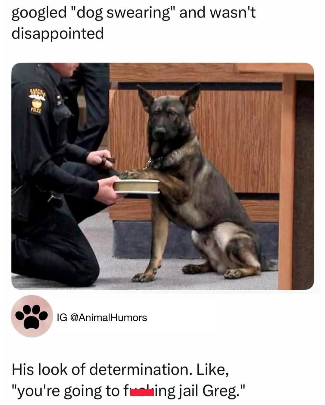 Dog wants justice - meme