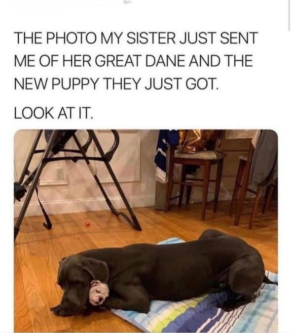 New puppy looks like it spawned from the Great Dane’s leg - meme