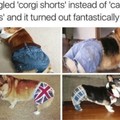 Corgo shorts