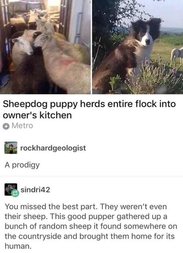 Wholesome sheepdog puppy meme