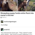 Wholesome sheepdog puppy meme