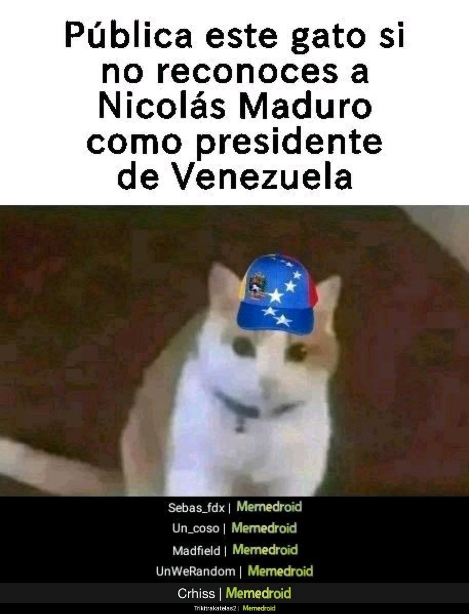 Gato - meme