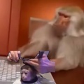 macaco penteando macaco enquanto ve outro macaco sendo penteado, mas na vdd esse macaco esta cortando o cabelo do outro macaco enquanto ve outro macaco cortando cabelo