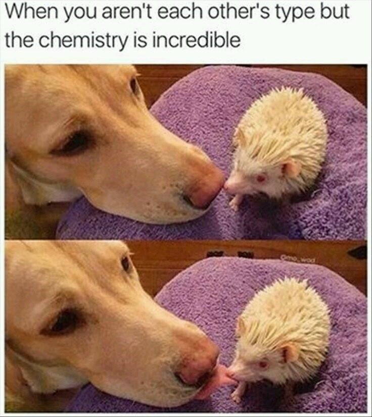 Hedgehog proceeds to bite doggo's tounge - meme
