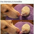 Hedgehog proceeds to bite doggo's tounge