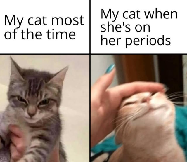 Cats when she's on her periods - meme