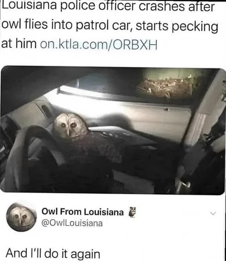 Owl flies into patrol car - meme