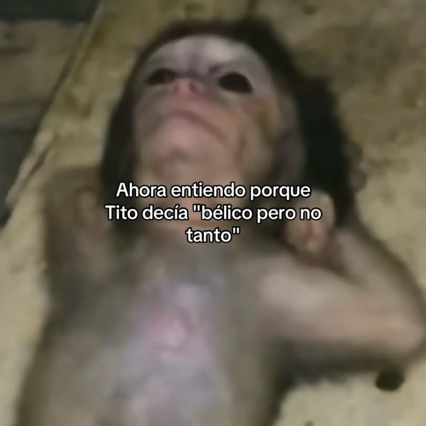 ahora entiendo por qué Tito decía bélico pero no tanto - meme