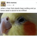Birb is excite