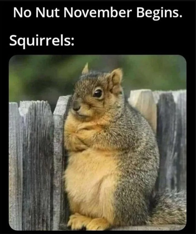 Squirrels do not like No nut November - meme