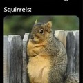 Squirrels do not like No nut November