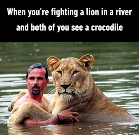 Fighting a lion in a river - meme