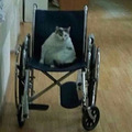 Wheelchair cat