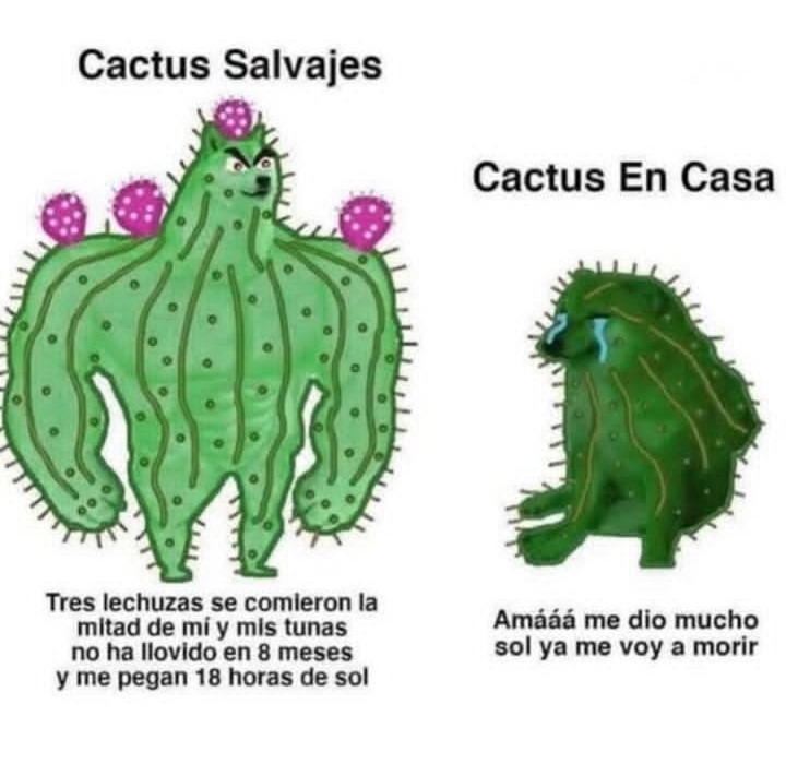 - - meme