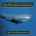 Whale vaginas are interesting