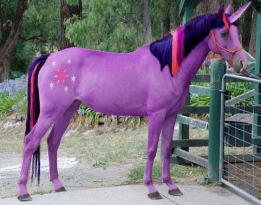 cavalo colorido - meme