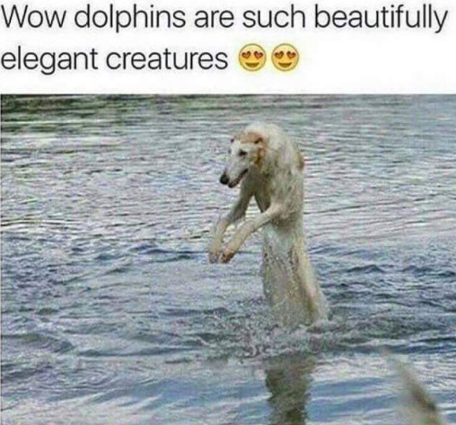 Majestic Dolphins - meme