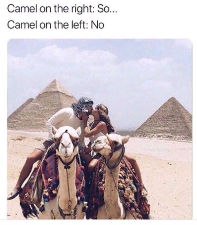 Cameel - meme