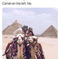Cameel