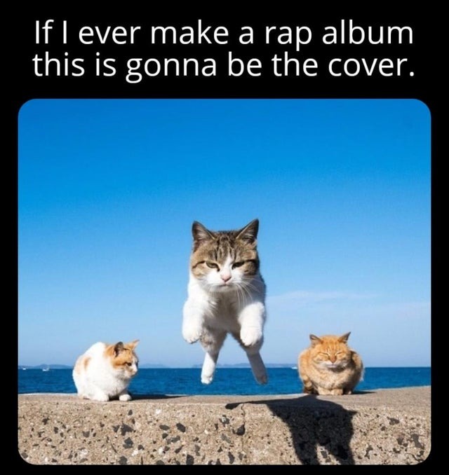 Cat rap album - meme