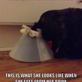 The cone of shame!!!!