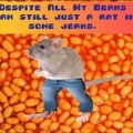 Rat in Jeans