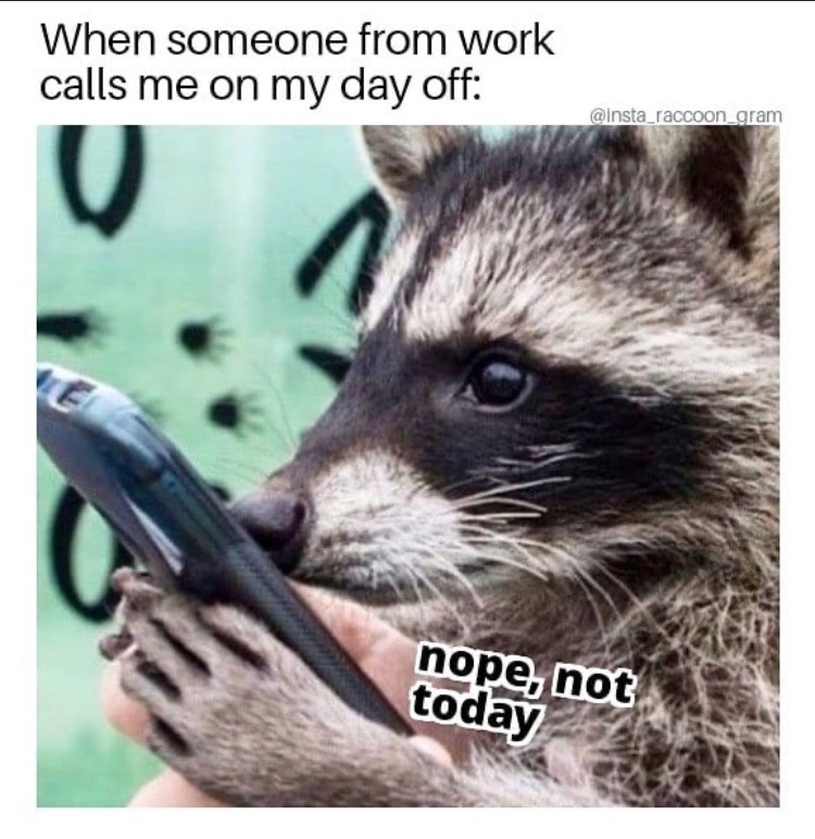 raccoon job - meme