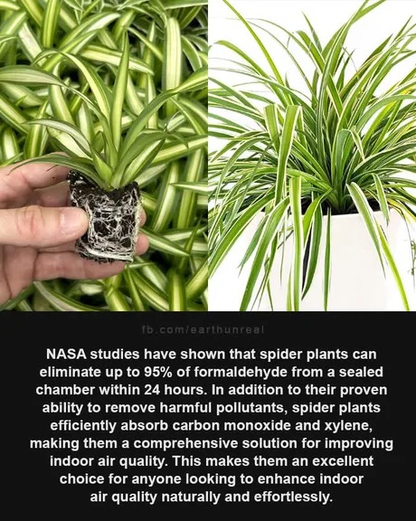 Spider plants and air quality - meme