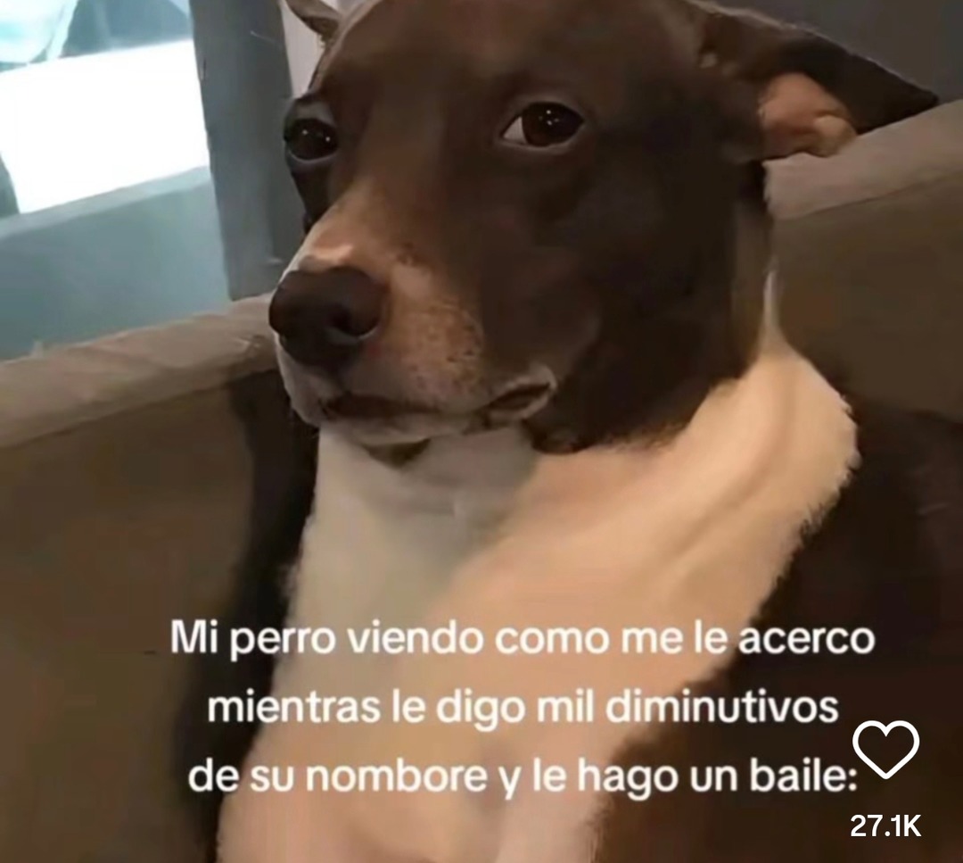 Mi perro viéndome hacer el ritual del baile y los apodos - meme