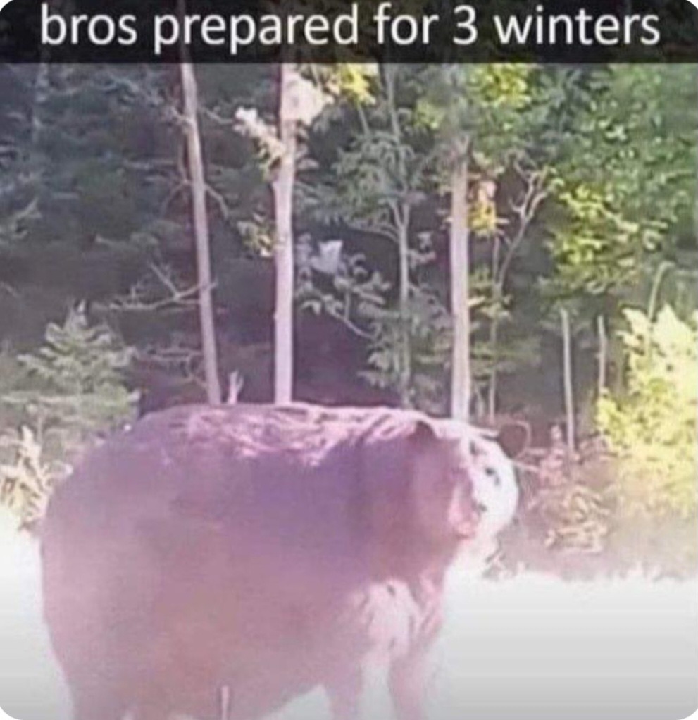 Bear - meme
