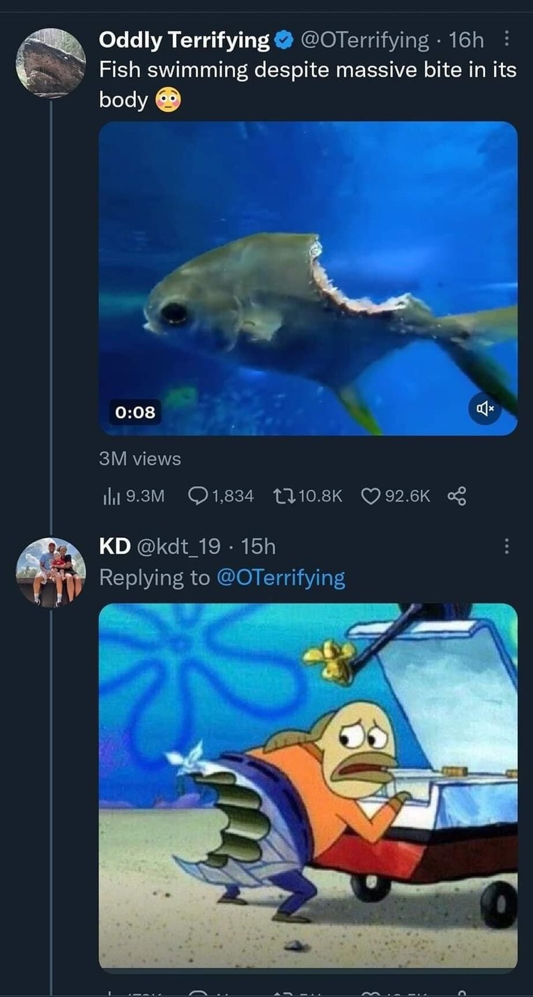 Shark bait - meme