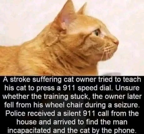 Cat story - meme