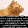 Cat story