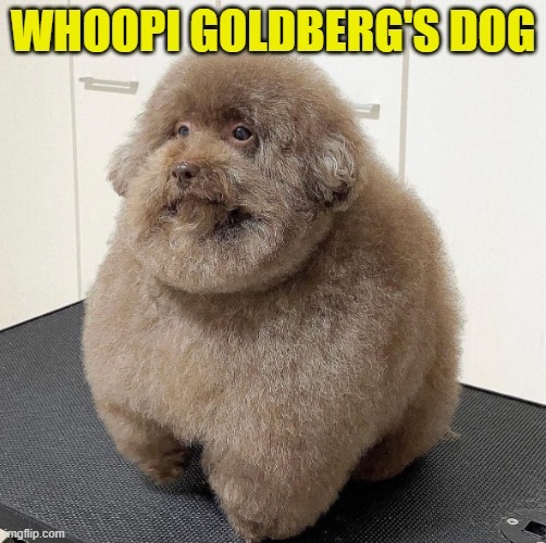 The Views Emotional support dog - meme
