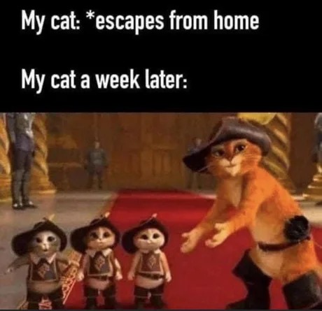 My cat a week later comes back - meme