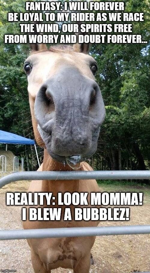 when you think your horse is dumb then you think again - meme