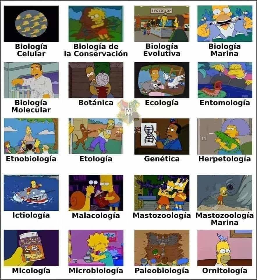 Biologia Simpson - meme