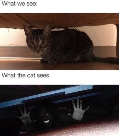 nervous cat meme