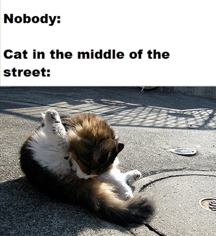 Cats just dont give a f - meme