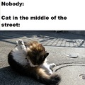 Cats just dont give a f