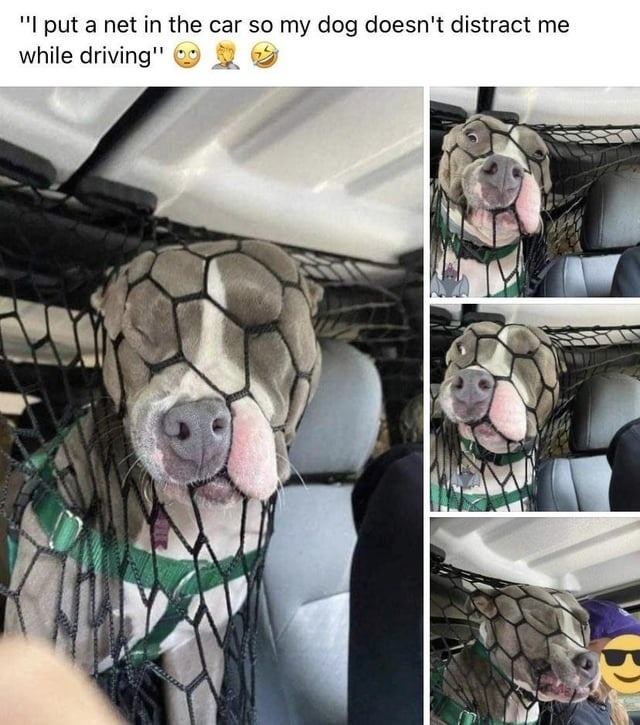 This net cost 5 bucks and saved my entire car - meme