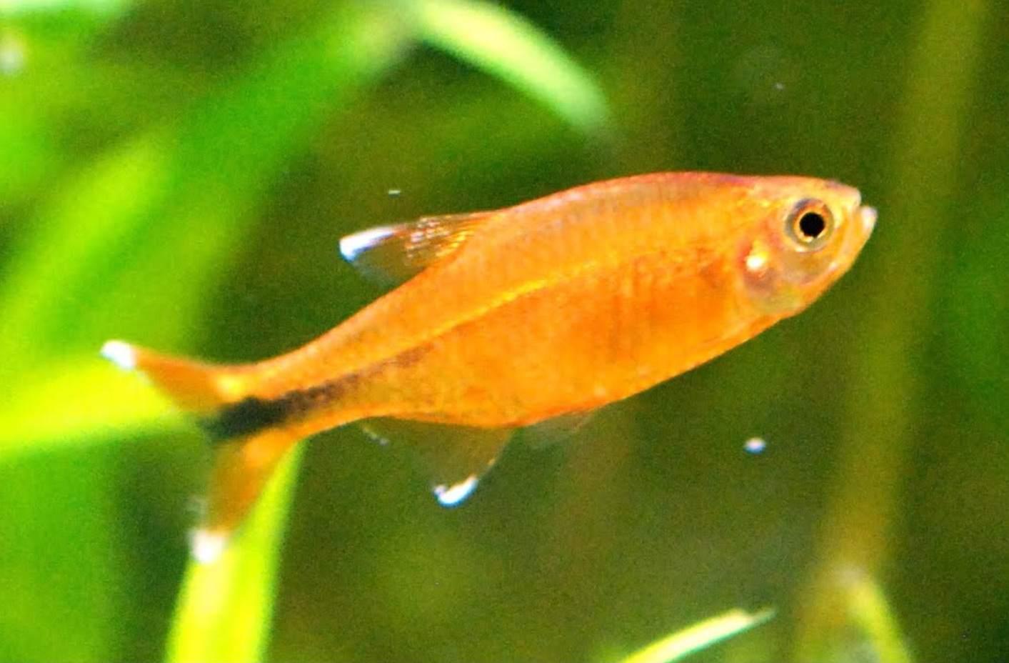 silvertip tetra (they swim in tied schools, females are yellowish while males are orange) - meme