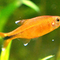 silvertip tetra (they swim in tied schools, females are yellowish while males are orange)
