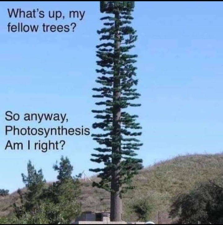 Trees - meme