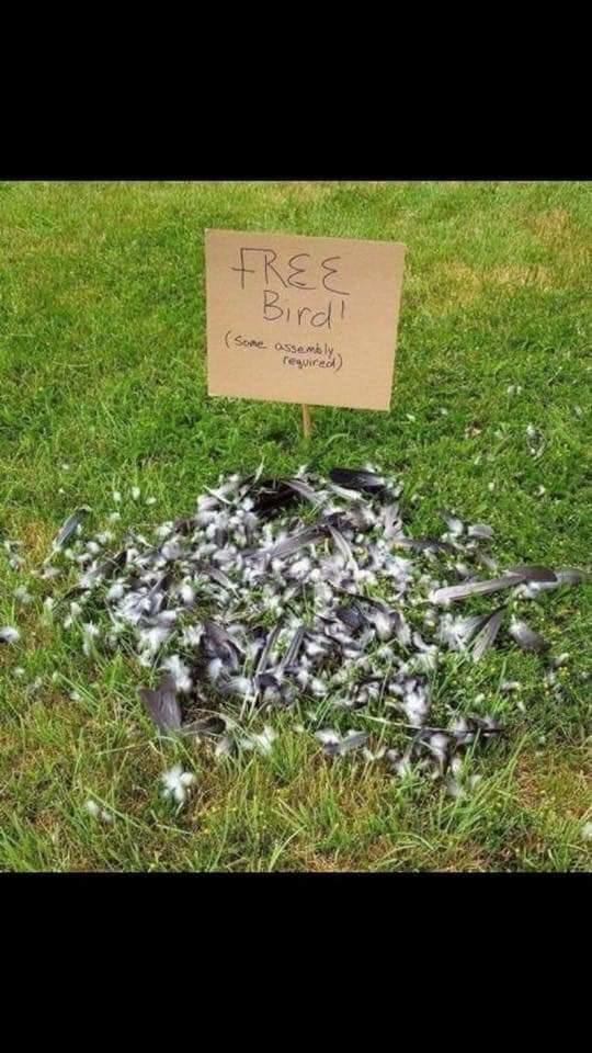 Free bird! - meme