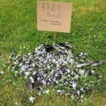 Free bird!